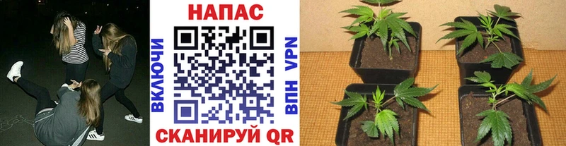 Бошки Шишки Ganja  маркетплейс какой сайт  Макарьев  где найти  